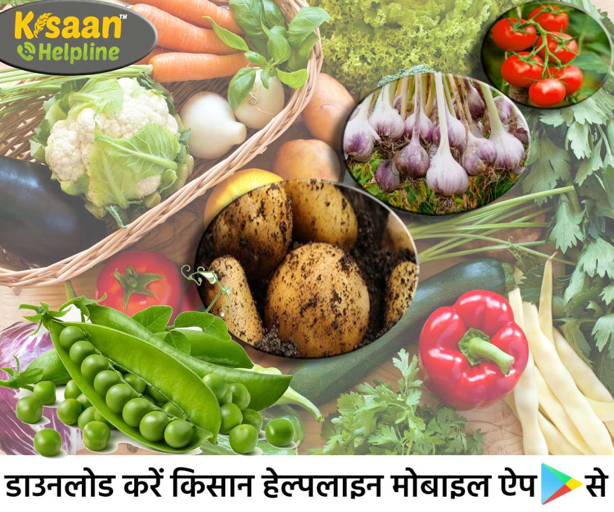 आलू, लहसुन, हरी मटर, टमाटर और अन्य सब्जियों की खेती के संबंध में कृषि वैज्ञानिकों ने जारी की उचित सलाह